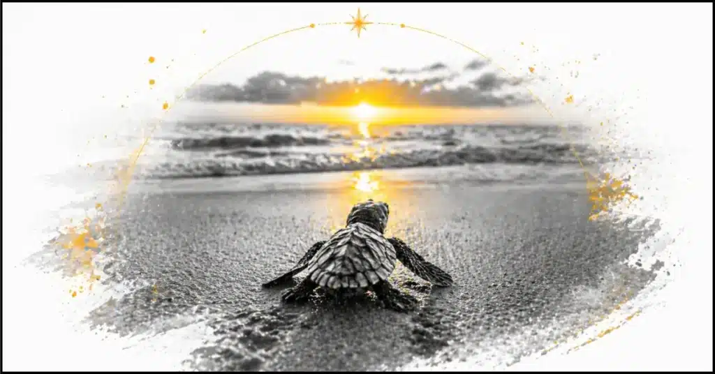What Does It Mean When You Keep Seeing Turtles