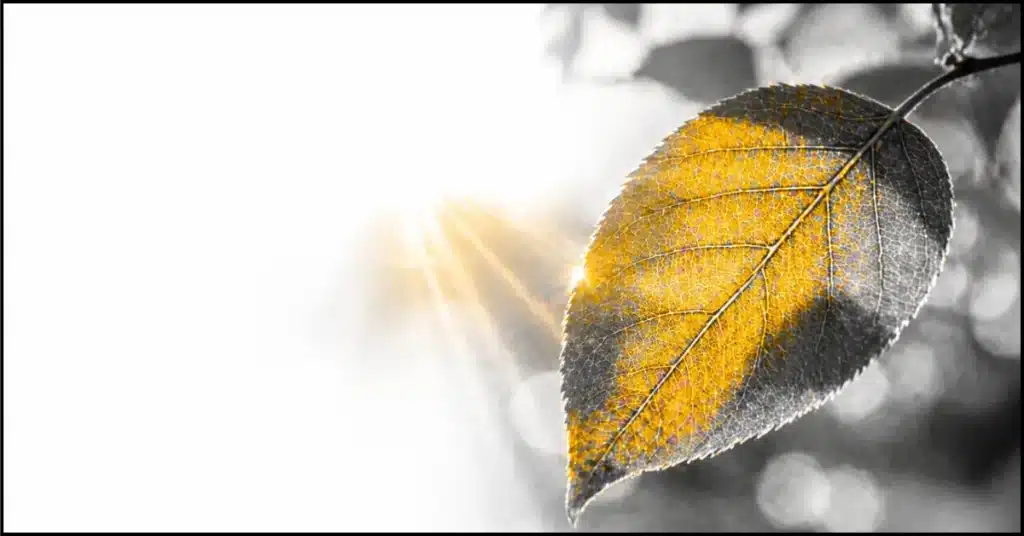 Green leaf chlorophyll vibrating at 528 hz frequency found in nature