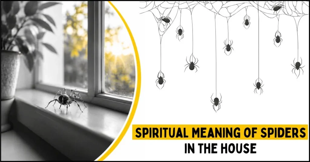 What Is the Spiritual Meaning of Spiders in the House