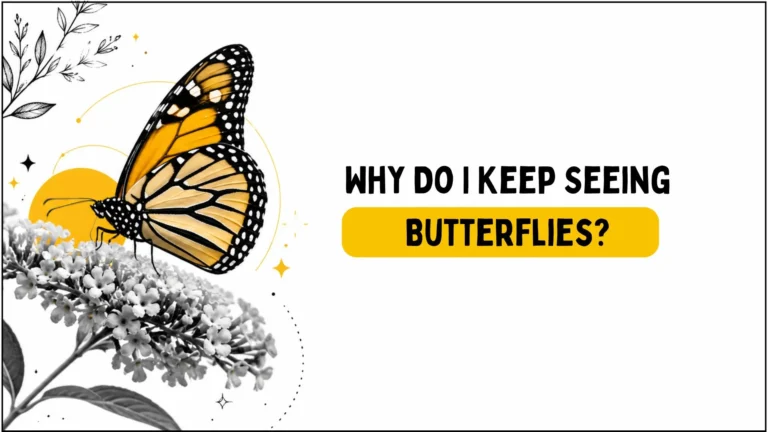 Why Do I Keep Seeing Butterflies